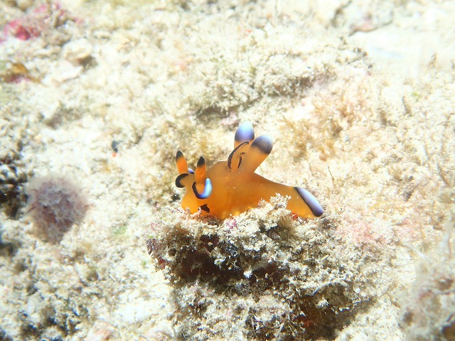 沖縄　ダイビング　ゴリチョ　北部