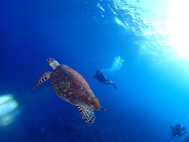 沖縄 ダイビング 慶良間 自社船