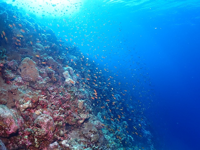 沖縄 ダイビング 慶良間 自社船