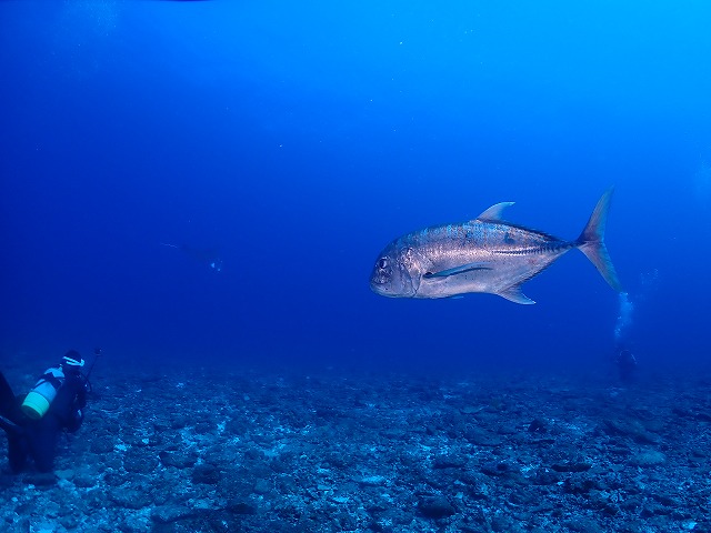 沖縄 ダイビング 慶良間 自社船