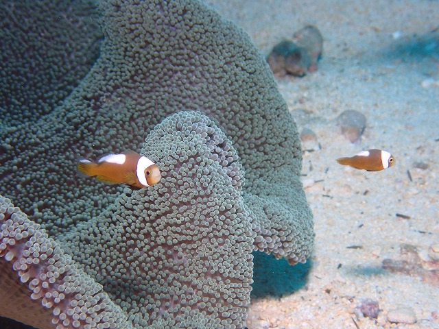 沖縄　ダイビング　万座　ボートダイビング