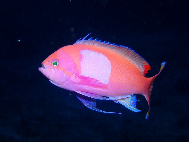 沖縄　ダイビング　万座　ボートダイビング