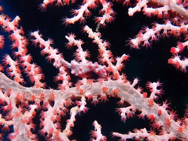 沖縄　ダイビング　万座　ボートダイビング