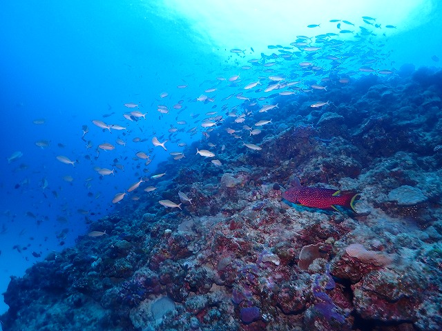 沖縄　ダイビング　アルファダイブ　糸満