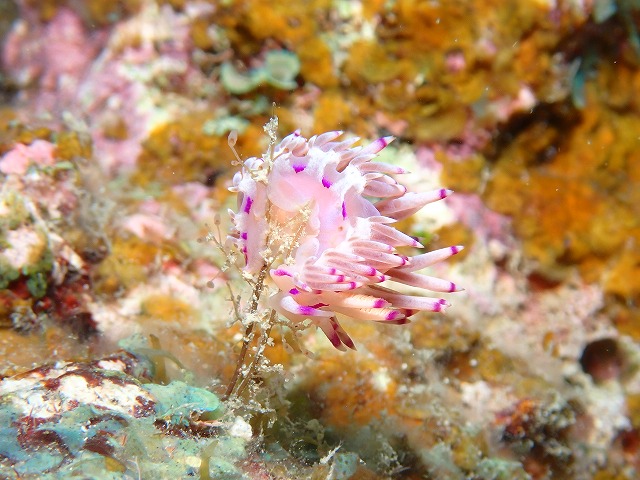 沖縄　ダイビング　アルファダイブ　糸満