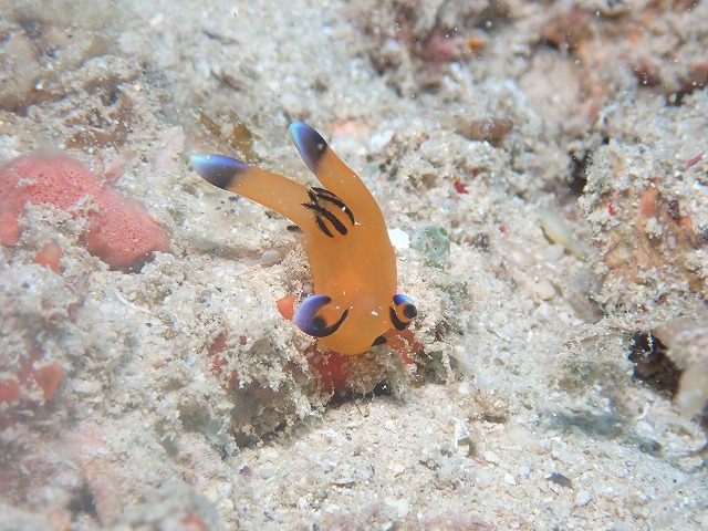 沖縄　ダイビング　ゴリチョ　ビーチダイビング