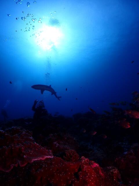 沖縄　ダイビング　慶良間　ウミガメ