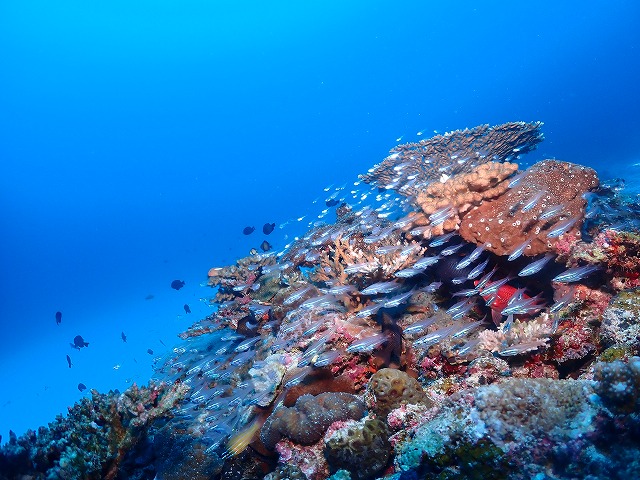 沖縄　ダイビング　慶良間　自社船