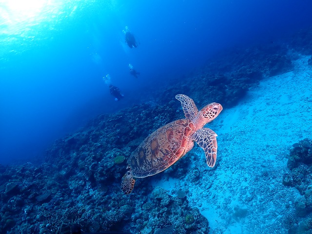 沖縄　ダイビング　慶良間　自社船