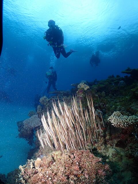 沖縄　ダイビング　北部　ゴリチョ