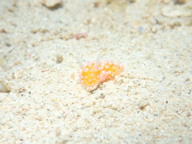 沖縄　ダイビング　北部　ゴリチョ