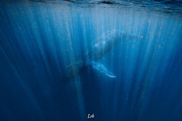 沖縄　ダイビング　ホエールスイム　自社船