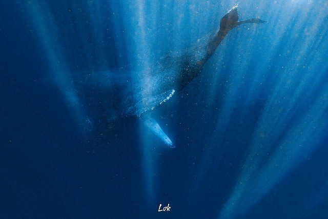 沖縄　ダイビング　ホエールスイム　自社船