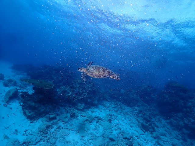 沖縄　ダイビング　慶良間　自社船