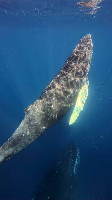 沖縄　ダイビング　ホエールスイム　自社船