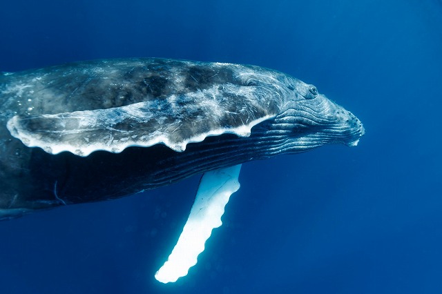 沖縄　ダイビング　ホエールスイム　自社船