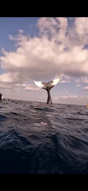 沖縄　ダイビング　ホエールスイム　自社船