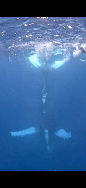 沖縄　ダイビング　ホエールスイム　自社船