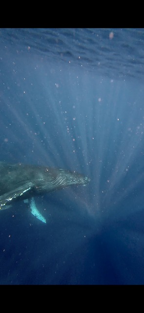 沖縄　ダイビング　ホエールスイム　自社船