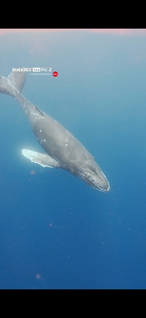沖縄　ダイビング　ホエールスイム　自社船