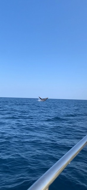 沖縄　ダイビング　ホエールスイム　自社船