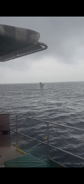 沖縄　ダイビング　ホエールスイム　自社船