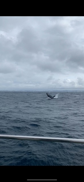 沖縄　ダイビング　ホエールスイム　自社船