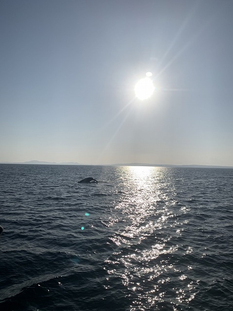 沖縄　ダイビング　ホエールスイム　自社船