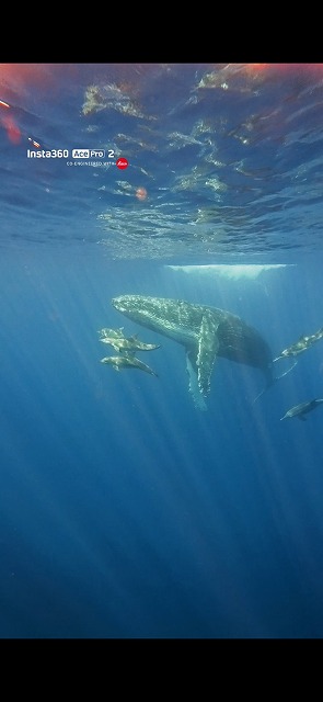 沖縄　ダイビング　ホエールスイム　自社船