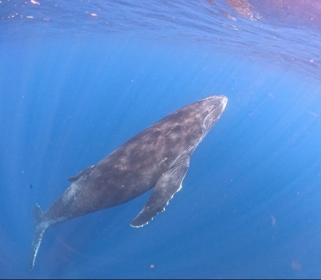 沖縄　ダイビング　ホエールスイム　自社船