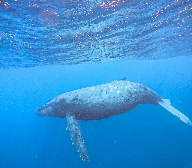 沖縄　ダイビング　ホエールスイム　自社船
