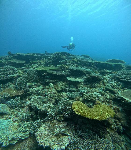 沖縄　ダイビング　慶良間　自社船