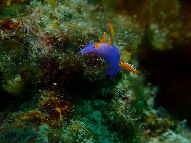 沖縄　ダイビング　慶良間　自社船