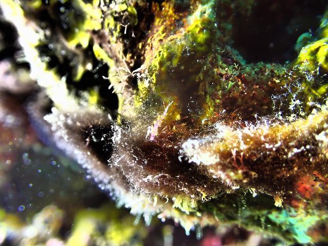 沖縄　ダイビング　慶良間　自社船