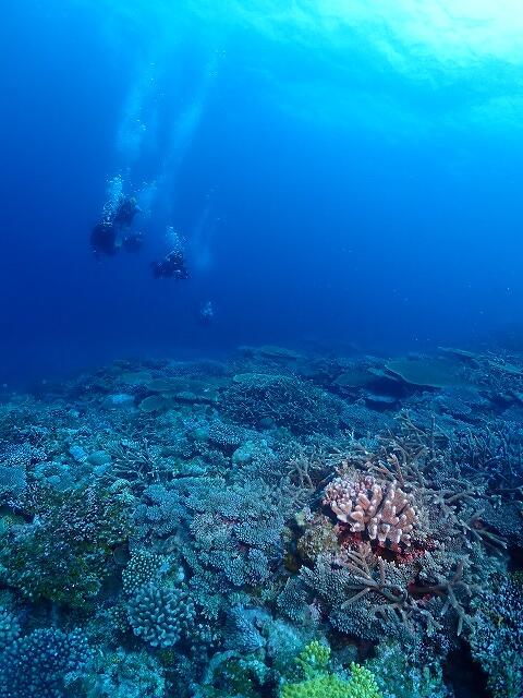 沖縄　ダイビング　慶良間　自社船