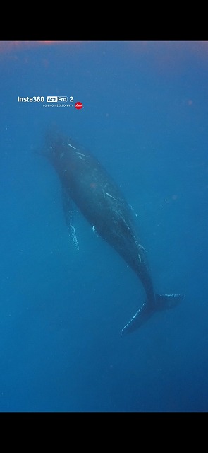 沖縄　ダイビング　ホエールスイム　自社船