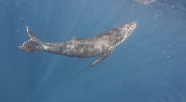 沖縄　ダイビング　ホエールスイム　自社船