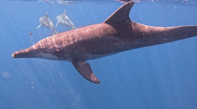 沖縄　ダイビング　ホエールスイム　自社船