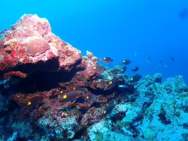 沖縄　ダイビング　慶良間　自社船