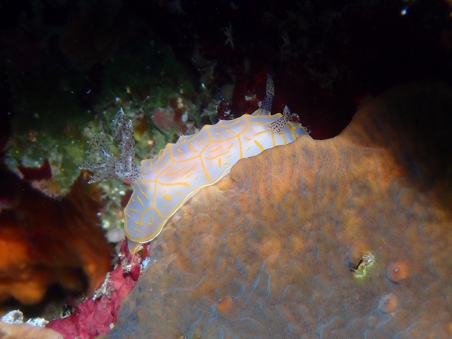 沖縄　ダイビング　慶良間　自社船