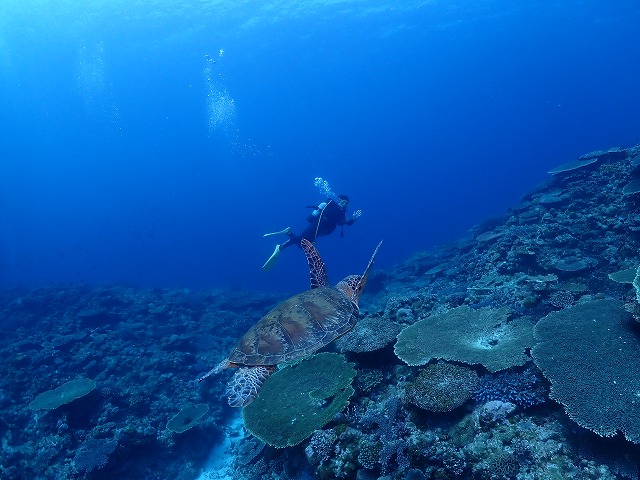 沖縄　ダイビング　慶良間　自社船