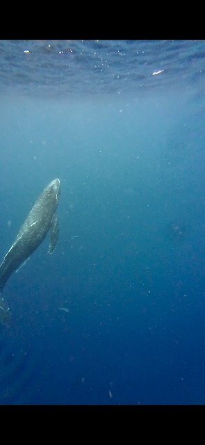 沖縄　ダイビング　ホエールスイム　自社船