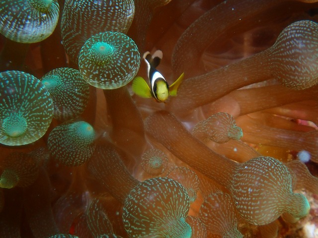 沖縄　ダイビング　慶良間　自社船