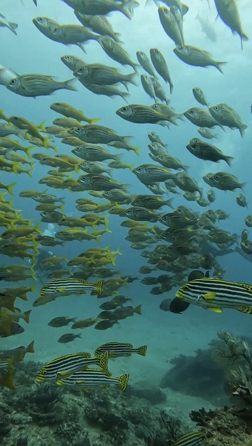 沖縄　ダイビング　慶良間　自社船