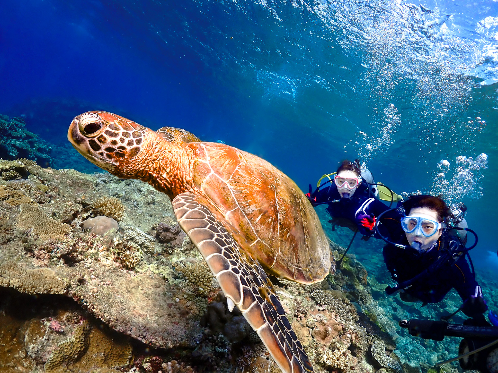 慶良間・チービシで潜る！ウミガメと泳ぐ2ダイブ！体験ダイブ